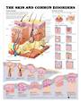 Anatomical Chart - The Skin and Common Disorders