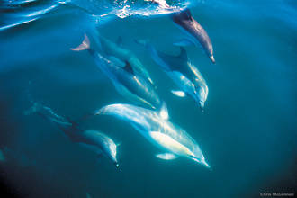 Dolphin Eco Cruise - Observation des baleines à Paihia -  Tarif enfant (5 à 15ans)