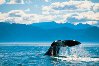 TOP 10 des activités à faire en Nouvelle Zélande: Observation des baleines à Kaikoura - Tarif enfant (3 à 15 ans)