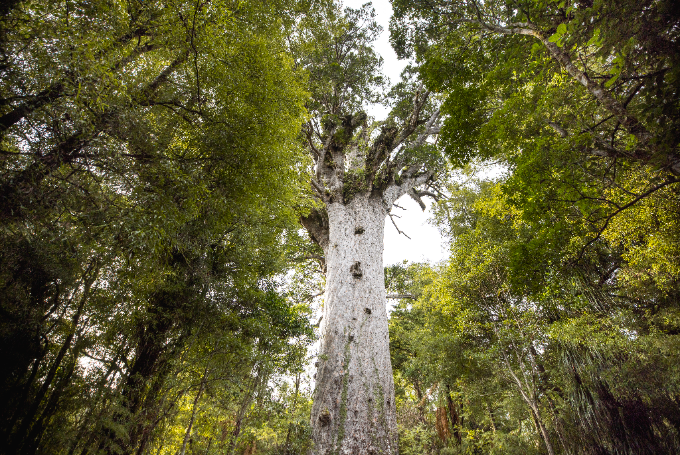 234740-waipoua-forest-northland-907