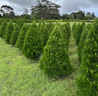Cara's Christmas Trees - Fresh Xmas Trees - Sold out for 2023