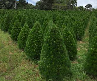 Cara's Christmas Trees - reopen Nov 27th 2022