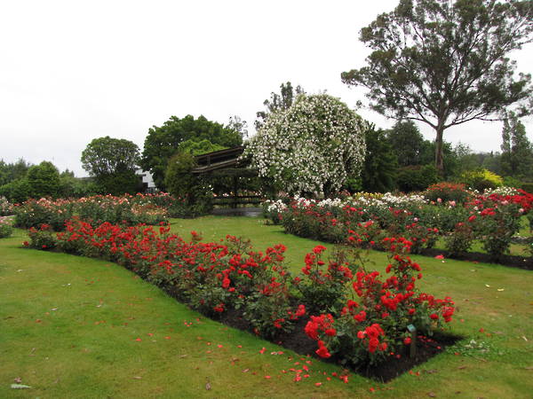 Joan Williamson Rose Gardens