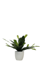 Epiphyllum Plant w/White Pot 38cm