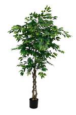 Ficus Tree Potted 180cm