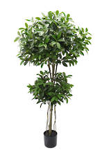 Shikiba Topiary Tree Potted 1.5m