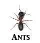 Click here for Ant Products