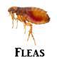 Click here for flea products