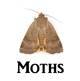 Click here for moth products