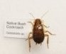 Native Bush Cockroach 