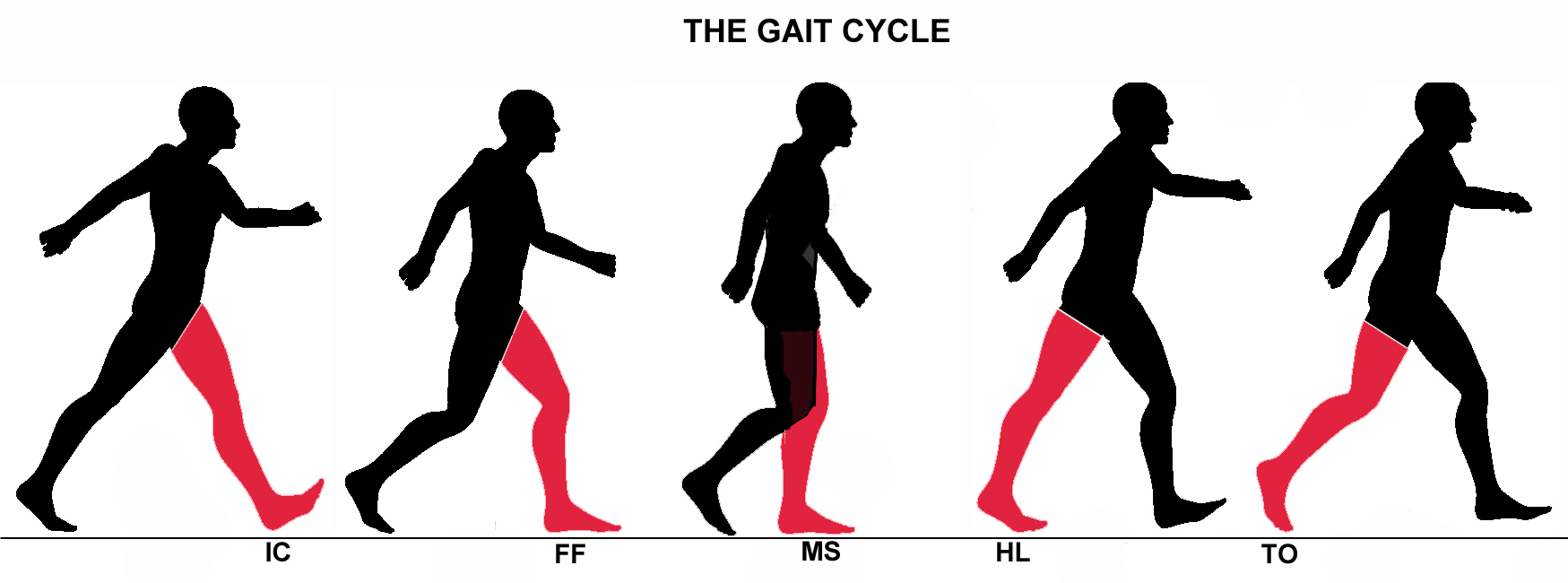 Timing of single and double support during one gait cycle.
