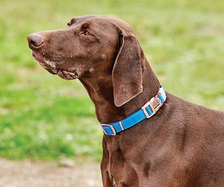 Weatherbeeta Elegance Dog Collar