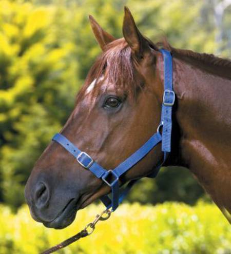 Roma Headstall with Nickel Plated Buckle
