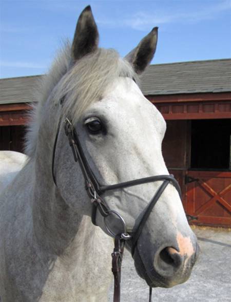Zilco Rubber Figure 8 Noseband