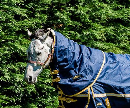 Cavallino Northampton Turnout Neck Rug - 100gm