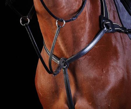 Collegiate 5 Point Breastplate