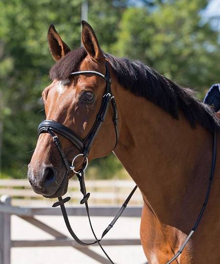 Horze Crescendo Lester Bridle