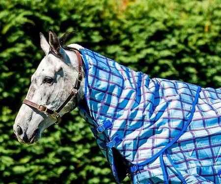 Flair Wanaka Neck Rug - No Fill