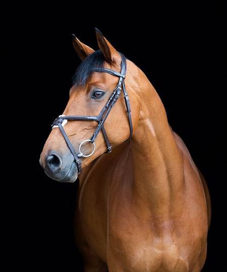 Horze Prescott Cross Noseband Bridle