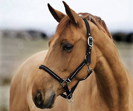 Horze Diamond Halter