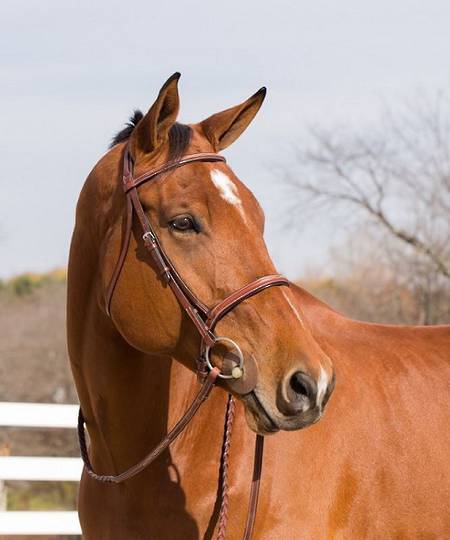 Horze Harrison Show Hunter Bridle