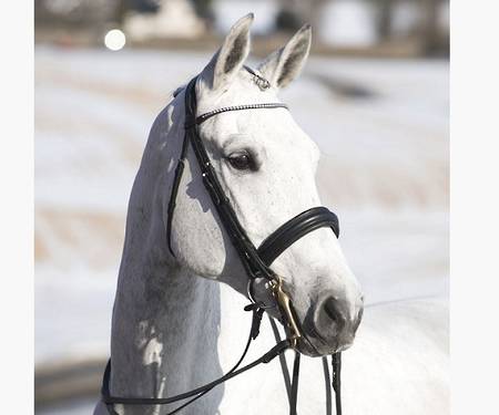 Horze Vienna Weymouth Bridle
