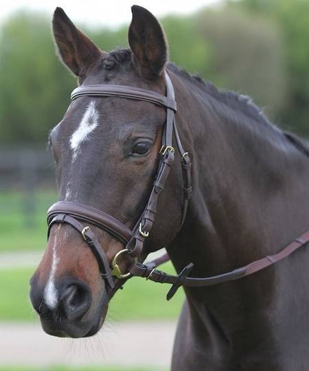 Kincade Hannoverian II Bridle