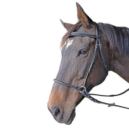 Platinum Thompson Bitless Bridle