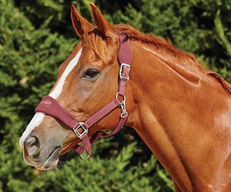 Roma Fleece Shaped Headcollar II