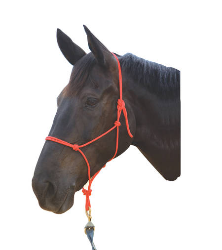 Roma Nylon Rope Halter