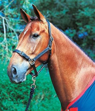Saddlecraft Leather Halter