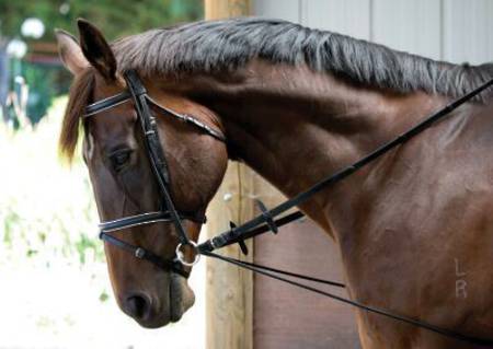 Kincade Elastic Chambon Training Strap