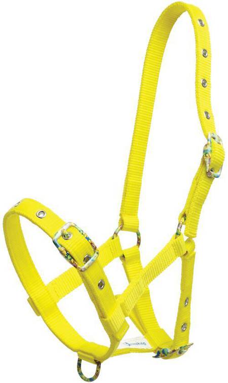 Zilco Foal Halter with Coloured Buckles