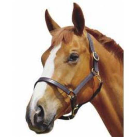 Kincade Triple Stitch Leather Headcollar