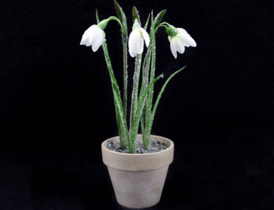 Standing Potted Snowdrop