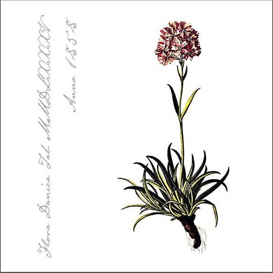 Flora Danica Paper Napkins, Carnation