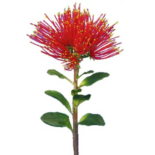 Pohutukawa Spray Large 28cm