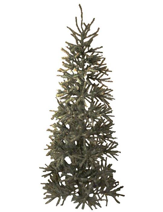 Tall Blue Spruce Tree 2.1 mtr