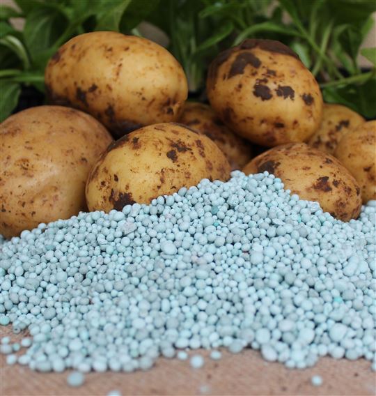 Potato Fertiliser (500 gms)