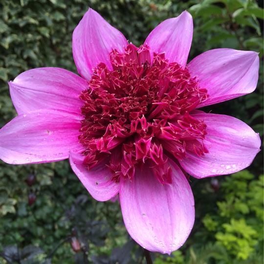 Anemone Dahlia - Blue Bayou