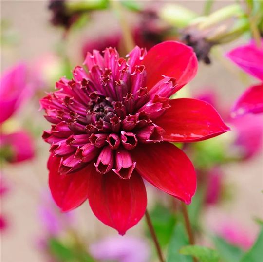 Anemone Dahlia - Inca