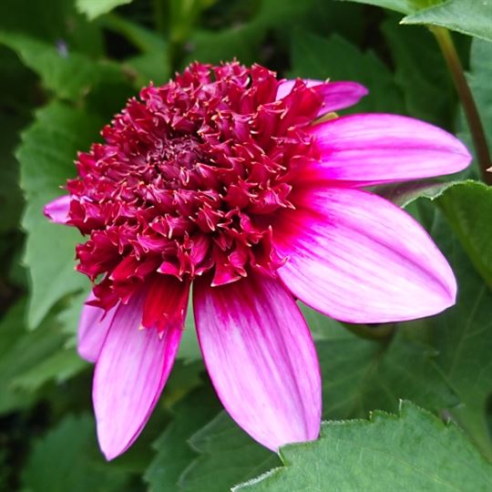 Anemone Dahlia - Poodle Skirt