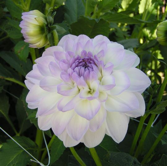 Ball Dahlia - Eveline