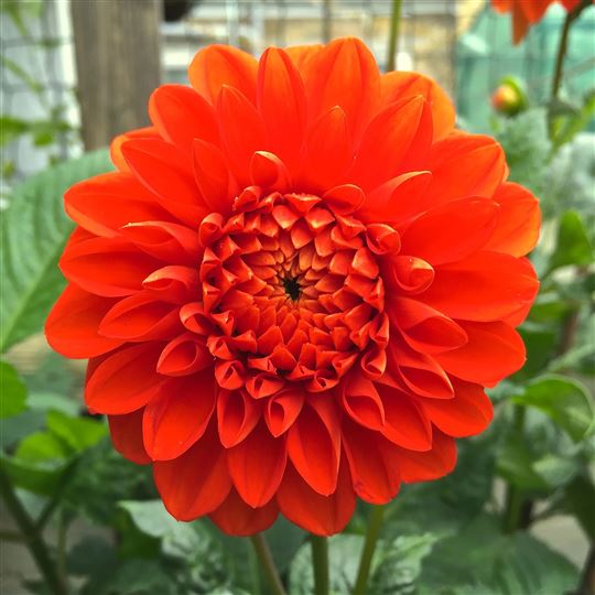 Ball Dahlia - Happy Halloween