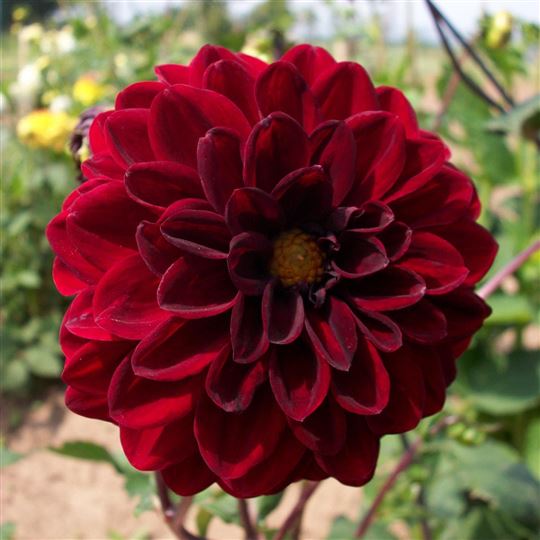 Ball Dahlia - Night Queen