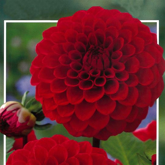 Ball Dahlia - Red Cap