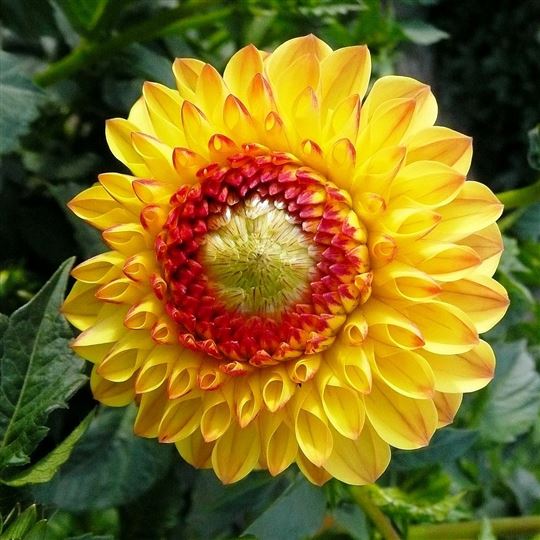 Ball Dahlia - Sunny Boy