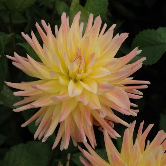 Cactus Dahlia - Cabana Banana