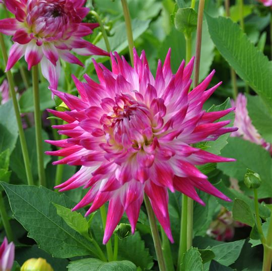 Cactus Dahlia - Dutch Explosion