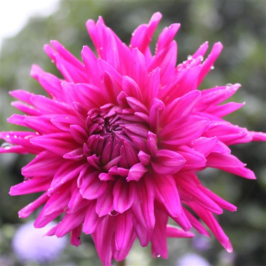 Cactus Dahlia - Purple Gem